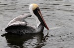 Pelican with Big&nbsp;Fish