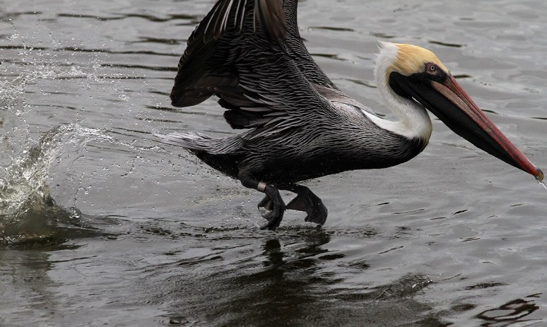 Pelican with Big Fish 