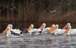 Pelicans and Ducks