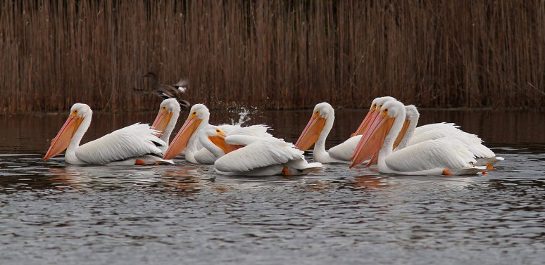 Pelicans and Ducks