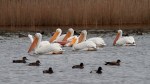 Pelicans and Ducks