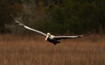Pelicans Flying and&nbsp;Fishing