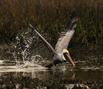 Pelicans Flying and&nbsp;Fishing
