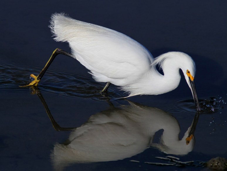 Reflective Egrets 
