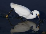 Reflective Egrets