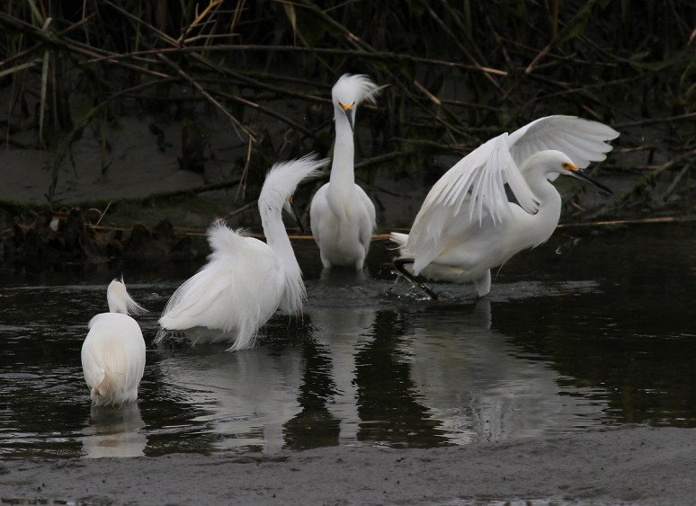 Snowys Cant Get Along 