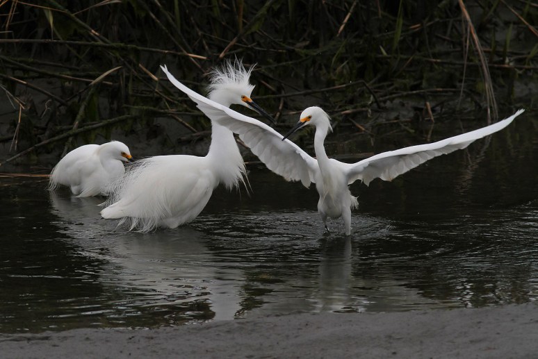 Snowys Cant Get Along 