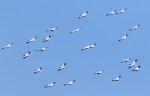 White Pelican Invasion