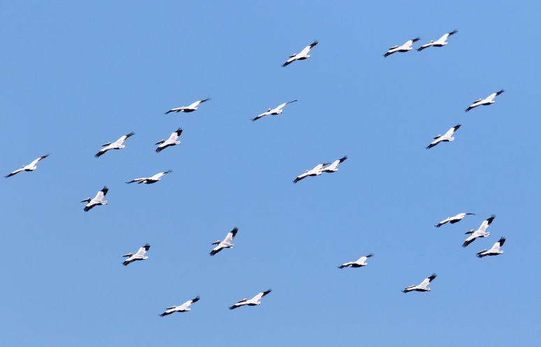 White Pelican Invasion 