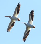 White Pelicans Flight Over the Salt&nbsp;Marsh
