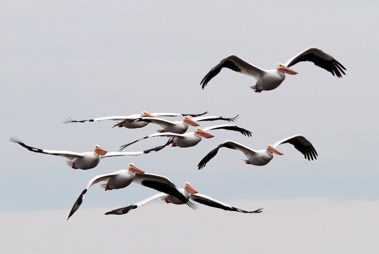 White Pelicans on the Move 