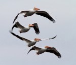 White Pelicans on the&nbsp;Move