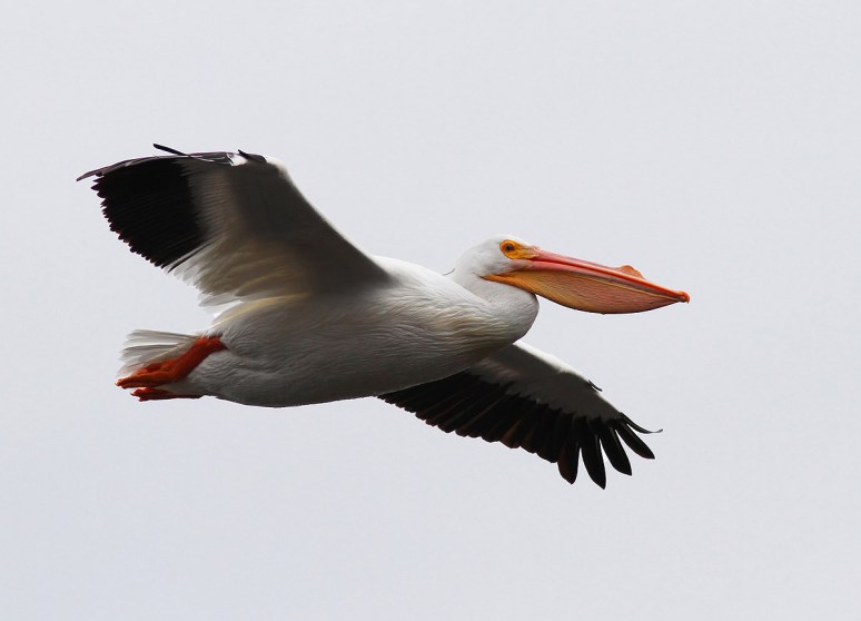 White Pelicans on the Move 