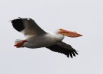 White Pelicans on the&nbsp;Move
