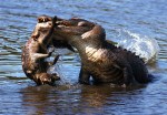 Alligator With Raccoon