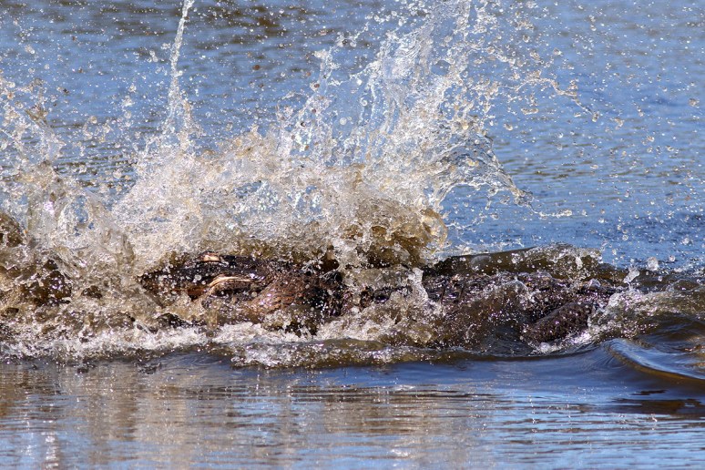 Alligator With Raccoon 