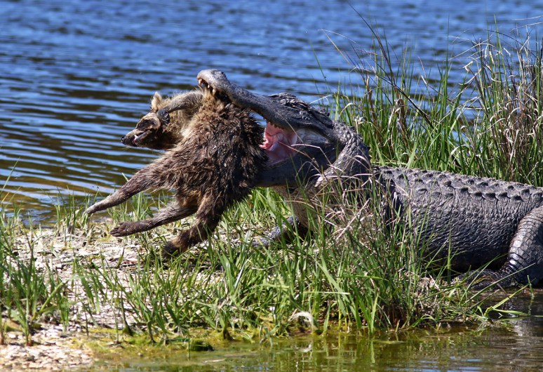 Alligator With Raccoon 