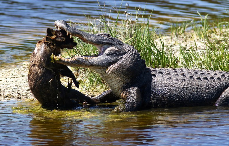 Alligator With Raccoon 