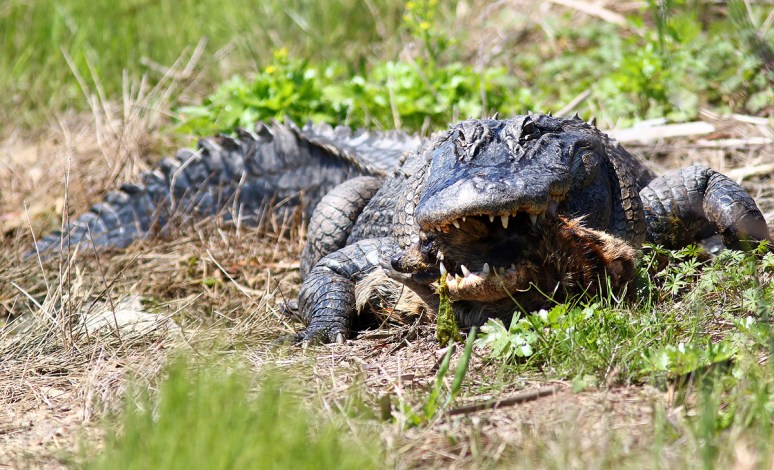 Alligator With Raccoon 