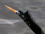 Anhinga in Breeding&nbsp;Color