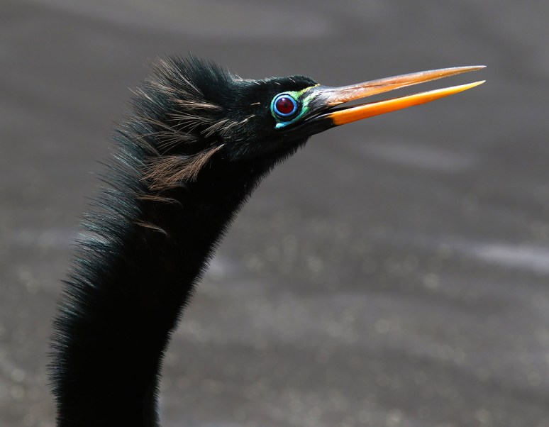 Anhinga in Breeding Color 
