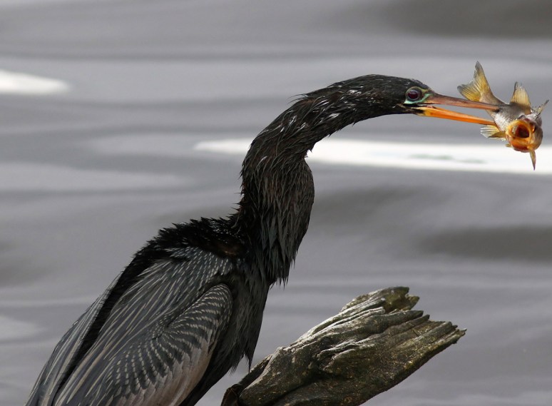Anhinga Snags Fish 