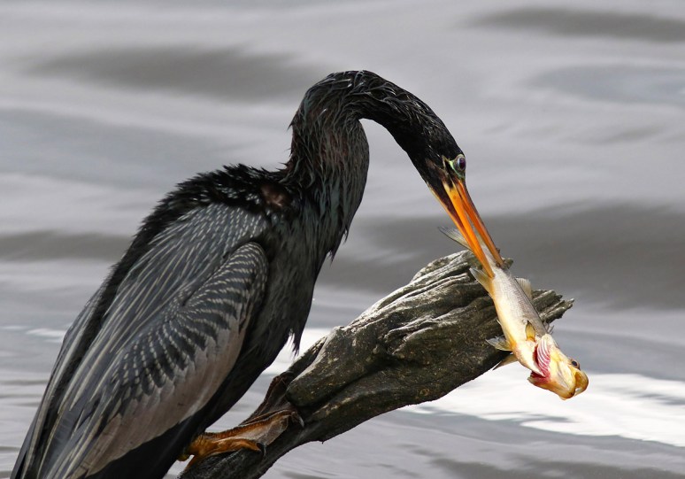 Anhinga Snags Fish 