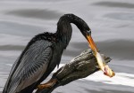 Anhinga Snags Fish