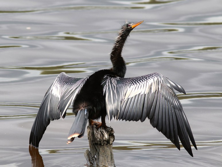 Anhinga Snags Fish 