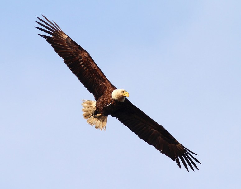 Bald Eagle Late Afternoon Cruise