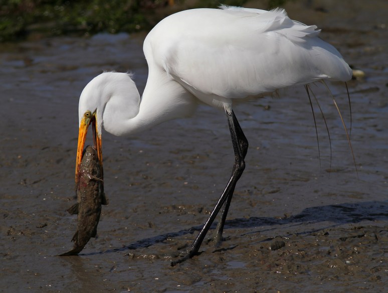 Big Fishing and Flying Day 