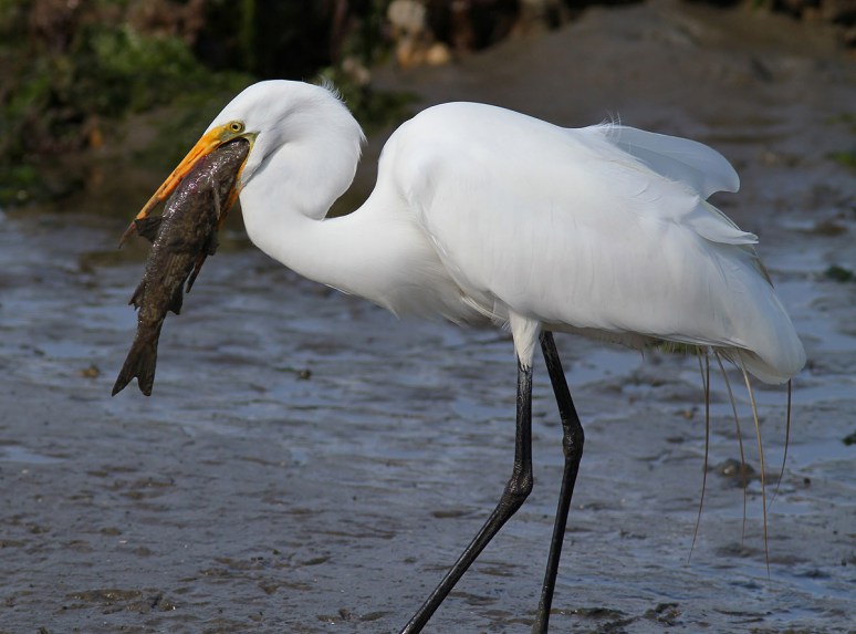 Big Fishing and Flying Day 