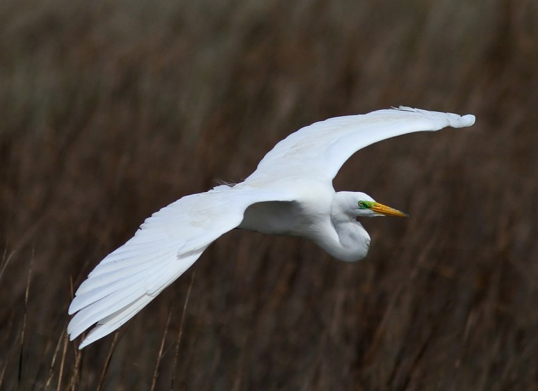 Egret in Breeding Color