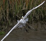 Egret in Breeding&nbsp;Color