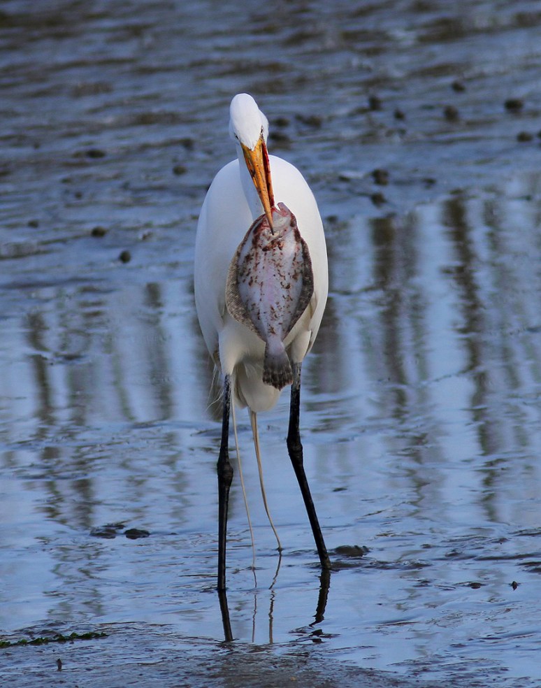 Egret With Flounder