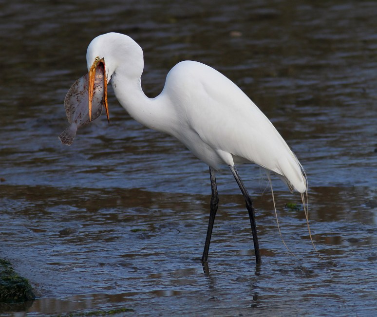Egret With Flounder