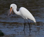 Egret With Flounder