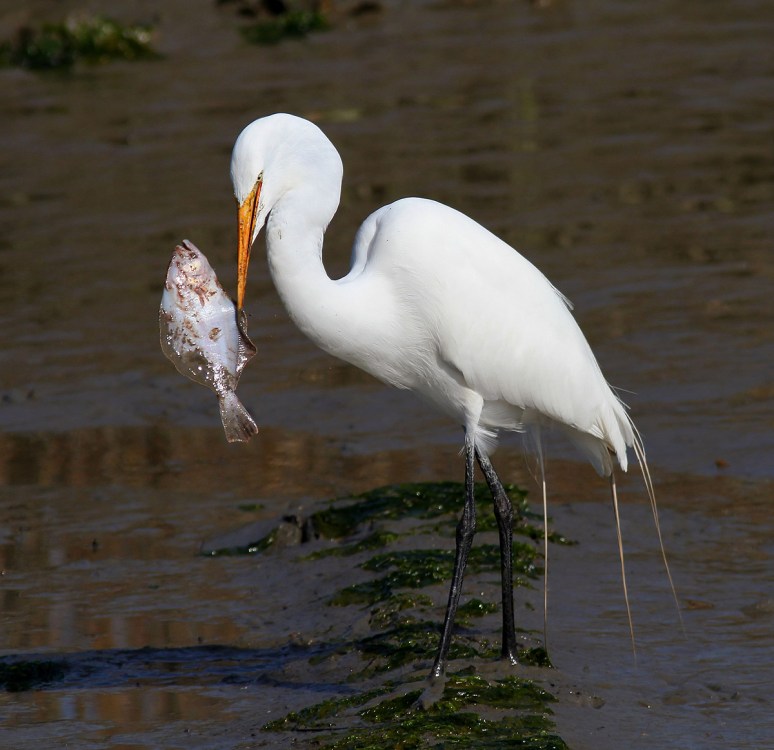 Egret With Flounder