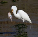 Egret With Flounder