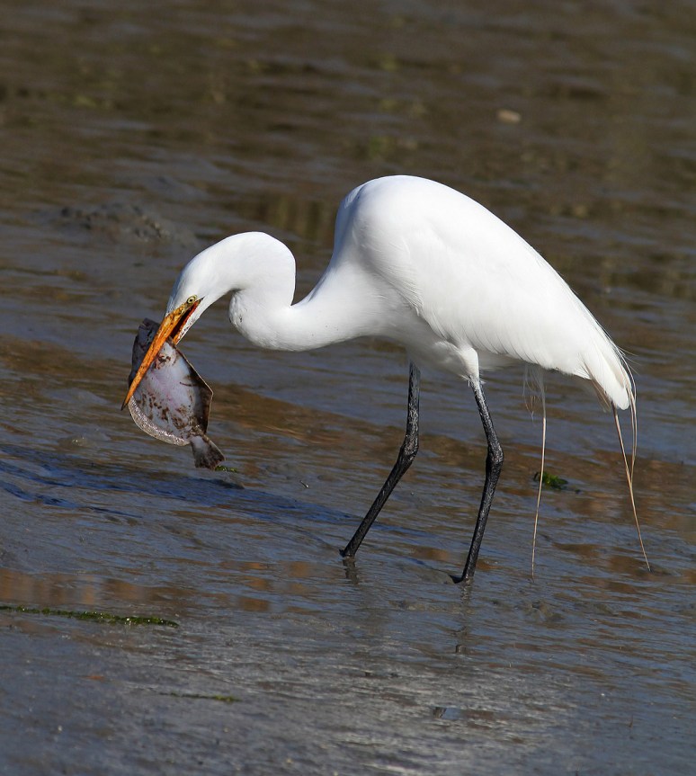 Egret With Flounder