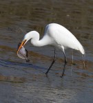 Egret With Flounder