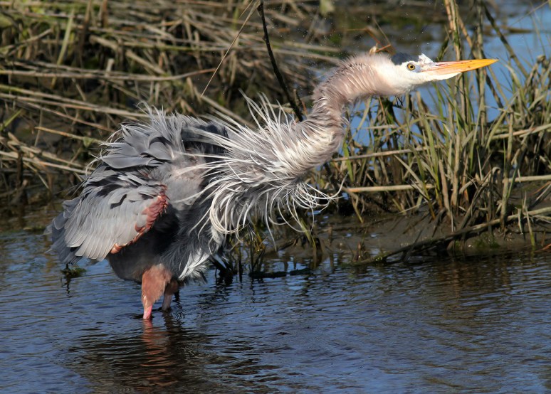 GBH All Fluffed 