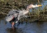 GBH All Fluffed