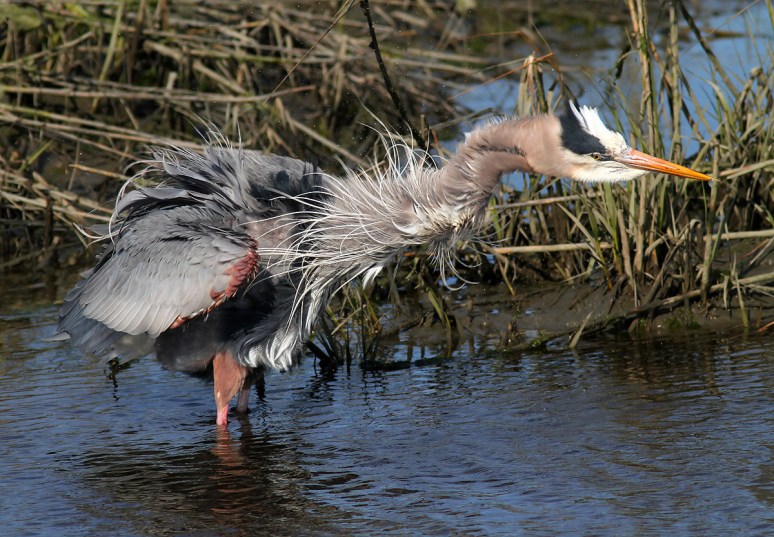GBH All Fluffed 