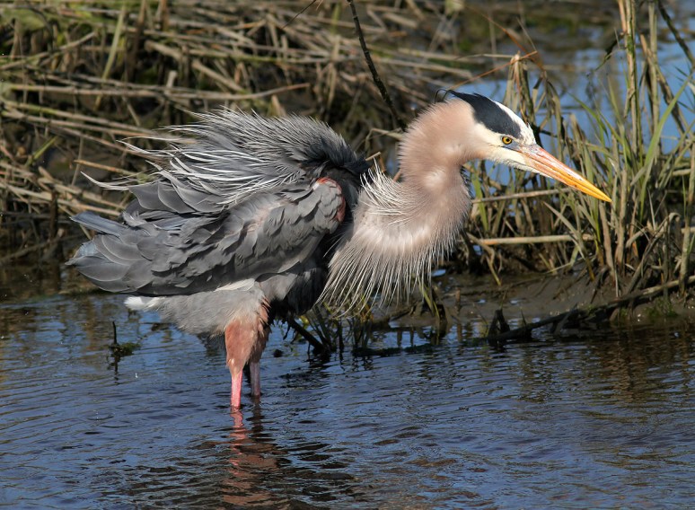 GBH All Fluffed 