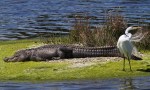 Napping Alligator and&nbsp;Egret