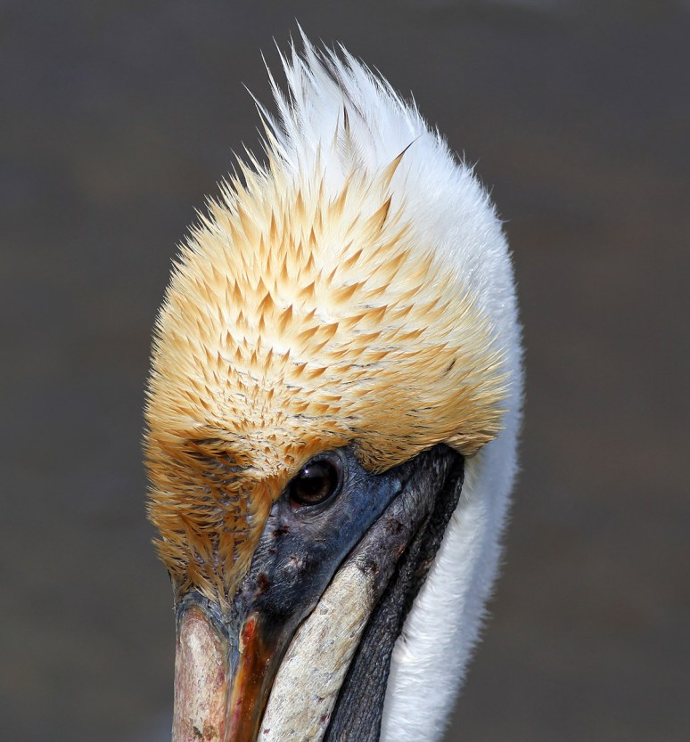 Pelican Catches Small Fish 