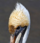 Pelican Catches Small&nbsp;Fish