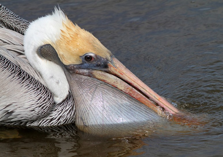 Pelican Catches Small Fish 