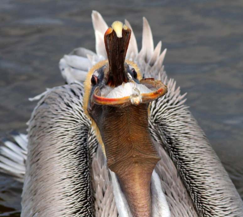 Pelican Catches Small Fish 